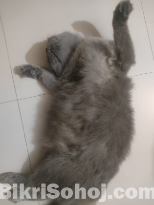 Triple coat pure persian cat